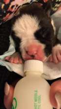 Charlie- 5 days old