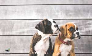 Christmas Peanut pups all grown up-almost
