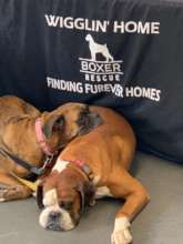 Bored at an adoption event