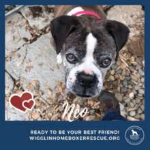 Neo today, looking for his furever home
