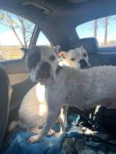 EmmyLou and Danica on transport day