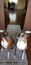 Buster and Ginger