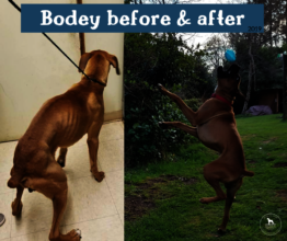Bodey