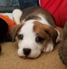 One of Darla's darlings