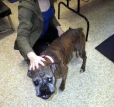 JoC, owner surrender. Sweet girl w/medical bills