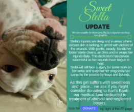 Stella update