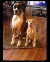Odin and Skye (both WHBR)