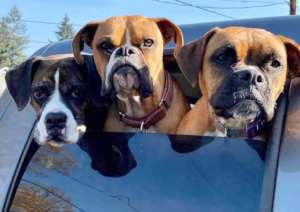 Ruby, Joey and Burnadette (all WHBR)