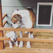 Sarge and Joey (both WHBR)