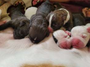 Yuki's puppies