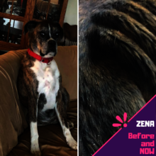 Zena