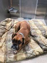 Annie, emaciated and terrified