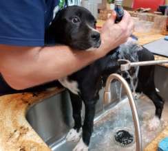 Annie getting a scrubb'n
