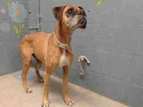 Lana at shelter. This is the picture we were sent