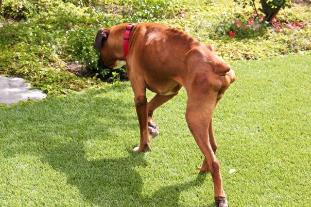 Wigglin' Home Boxer Rescue