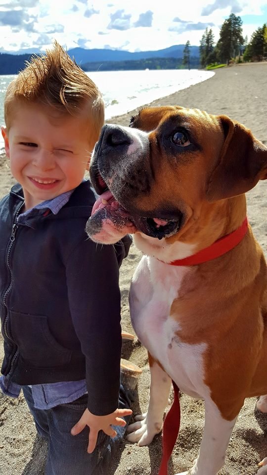 Wigglin' Home Boxer Rescue