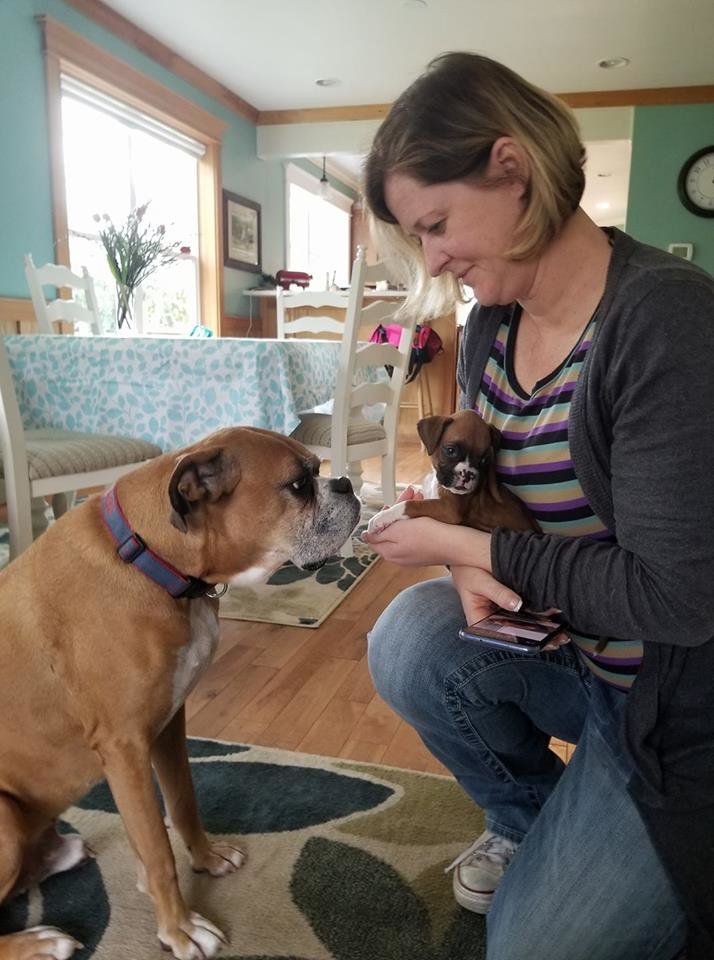 Wigglin' Home Boxer Rescue