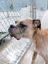 Earl at the shelter