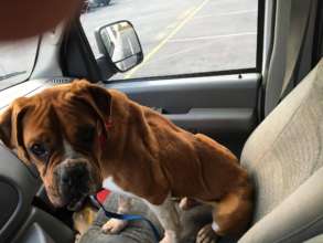 Carter old shotgun injury, severely emaciated