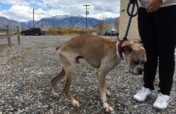 Wigglin' Home Boxer Rescue