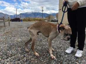 Wigglin' Home Boxer Rescue