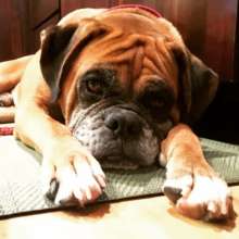 Mr. Wiggles, laying low letting the medicine flow