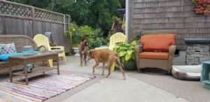 Foster sister Olive showing Wilbur around