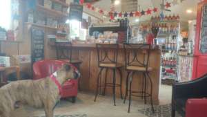 Wilbur at his foster mom's coffee shop