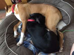 WHBR Alum Major with foster sib Maverick