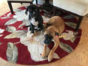 Annie with foster sister Bernadette