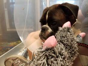 Zara just home from the vet