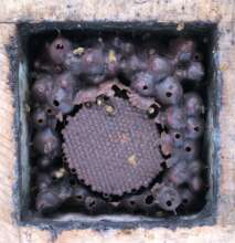 Healthy bee hive with honey and brood