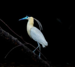 Capped Heron in Maijuna Lands