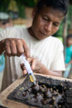 Extracting Honey