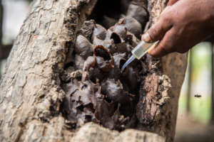 Extracting Honey