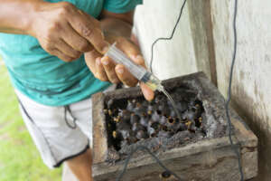 Harvesting honey pots. Photo by E. Redondo.