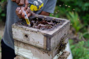 Honey extraction