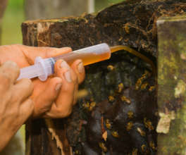 Honey Extraction