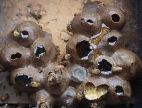 Native stingless bee honey pots, ready to harvest!