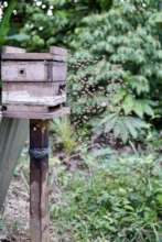 Maijuna stingless beehive