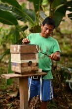 Maijuna Stingless Beekeeper