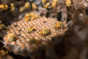 Close-up of stingless bees