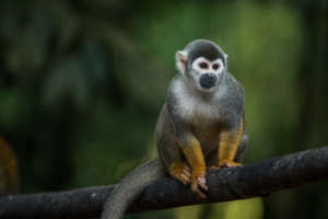 Squirrel monkey in Maijuna lands