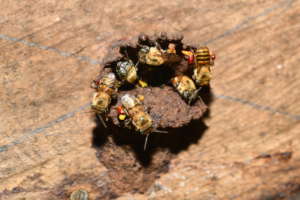 Stingless Beehive Entrance