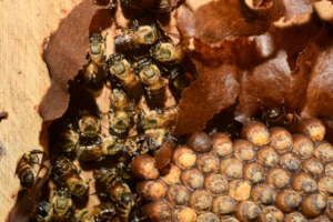 Stingless Beehive