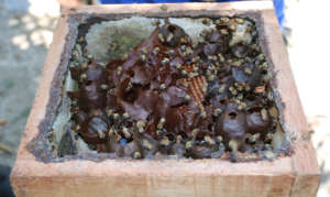 Stingless beehive