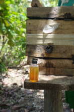 Stingless Beehive & Honey