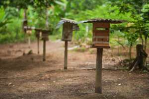 Stingless Beehives