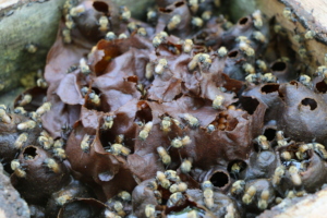 Stingless Beehive