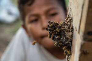 Stingless Bees